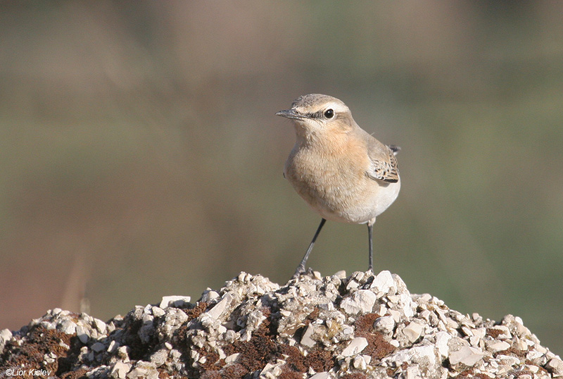    Northern Wheatear Oenanthe oenanthe  , , 2009. :  